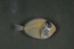 Image of Black-barred Surgeonfish