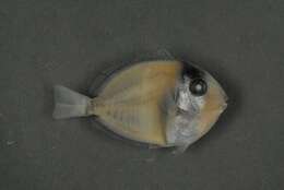 Acanthurus xanthopterus Valenciennes 1835 resmi