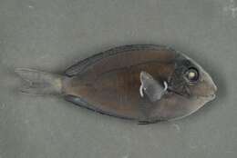 Acanthurus nigrofuscus (Forsskål 1775) resmi