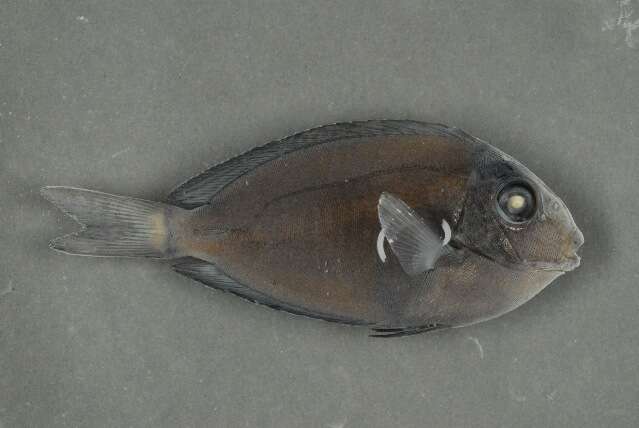 Acanthurus nigrofuscus (Forsskål 1775) resmi