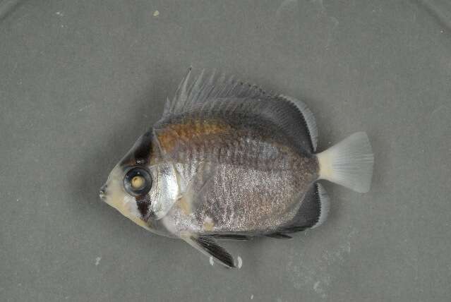 Image of Butterflyfishes