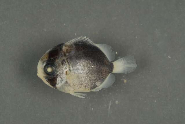 Image of Blackblotch Butterflyfish