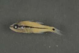 Image of Bridled cardinalfish