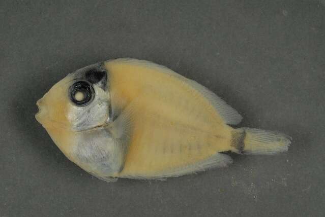 Imagem de Acanthurus olivaceus Bloch & Schneider 1801