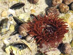 Image of Beadlet anemone