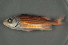 Image of Fine-lined Squirrelfish