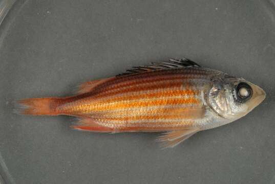 Image of Fine-lined Squirrelfish