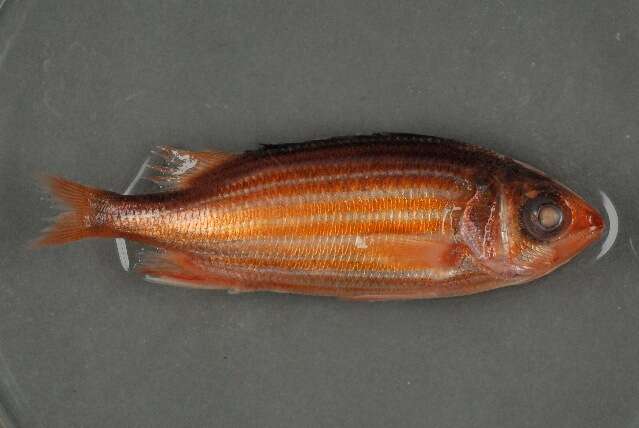 Image of Fine-lined Squirrelfish