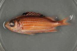 Image of Fine-lined Squirrelfish