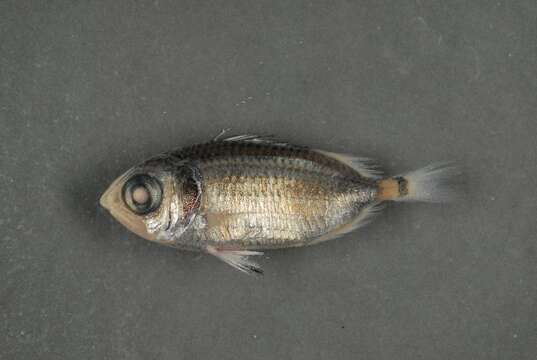 Image of Australian Squirrel-fish