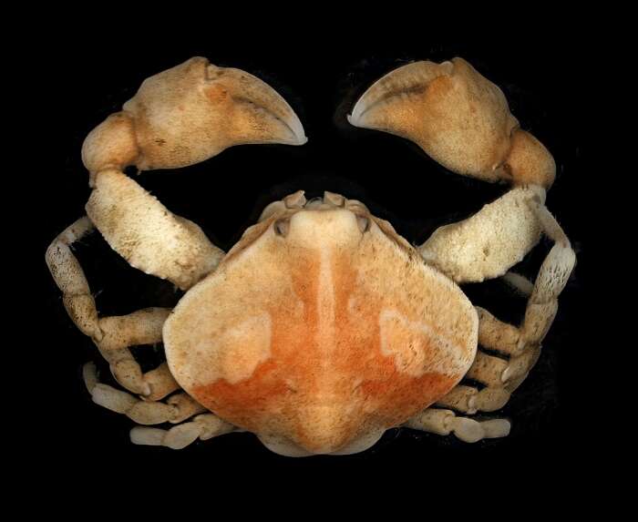 Image of Bryer's nut crab