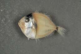 Acanthurus xanthopterus Valenciennes 1835 resmi