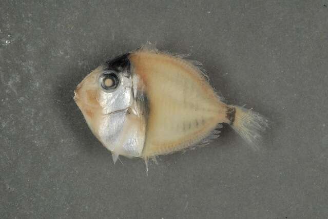 Acanthurus xanthopterus Valenciennes 1835 resmi