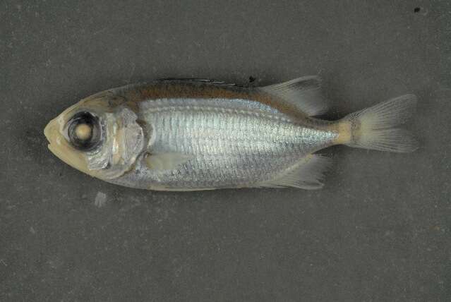 Image of Brick soldierfish