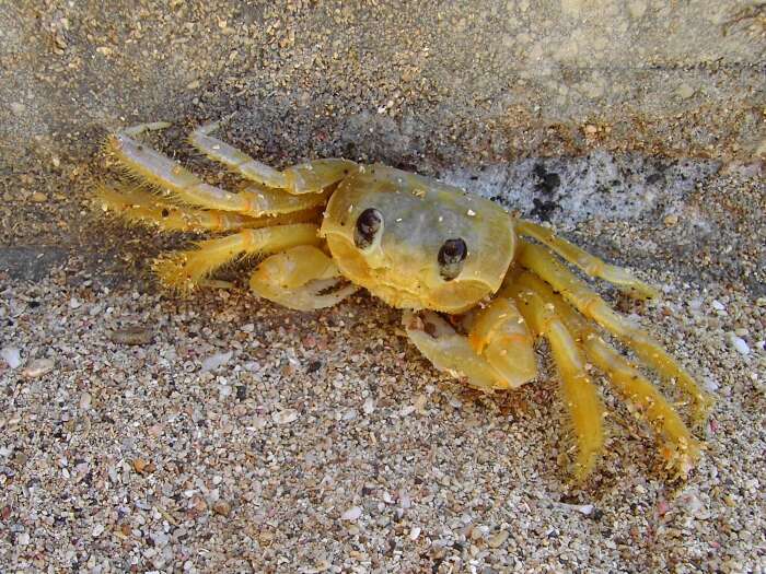 Image of Atlantic Ghost Crab