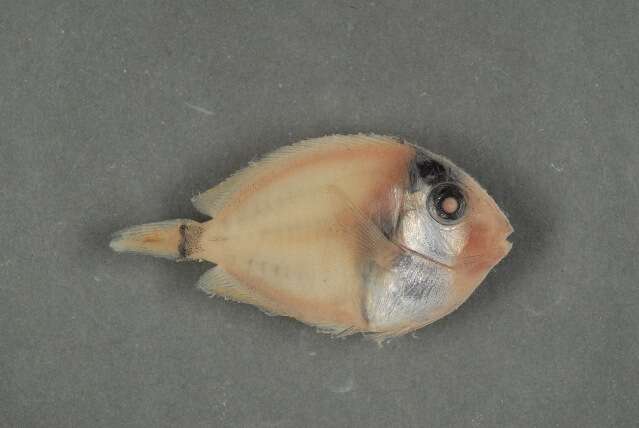 Imagem de Acanthurus olivaceus Bloch & Schneider 1801