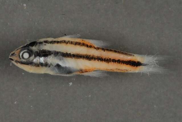 Image of Black-striped cardinalfish