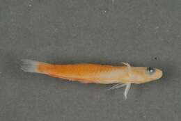 Image of Fire Dartfish