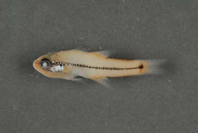 Image of Lateralstripe cardinalfish