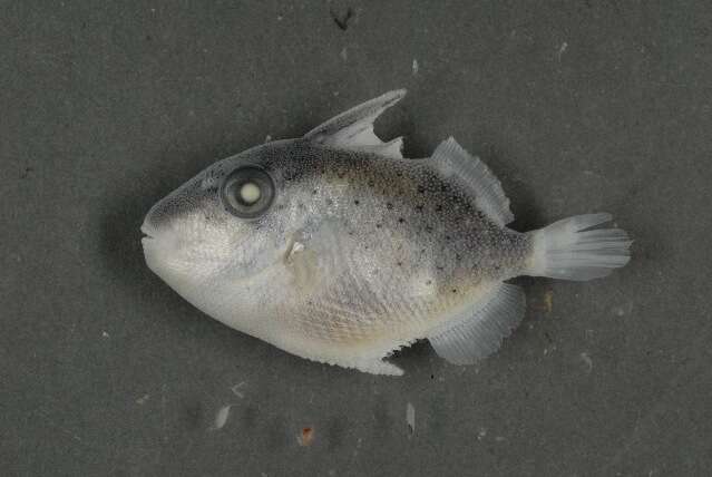 Image of triggerfishes