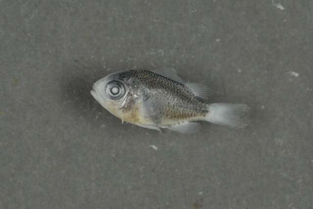 Image of Black-axil chromis