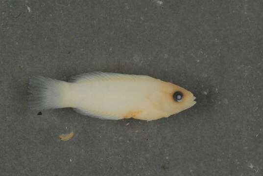 Image of Five striped surge wrasse