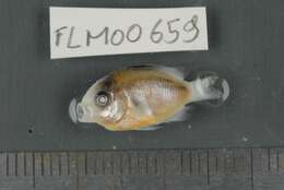 Image of dusky farmerfish