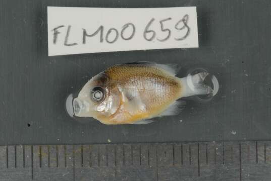 Image of dusky farmerfish