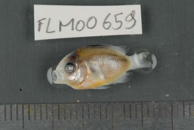 Image of dusky farmerfish