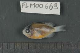 Image of dusky farmerfish