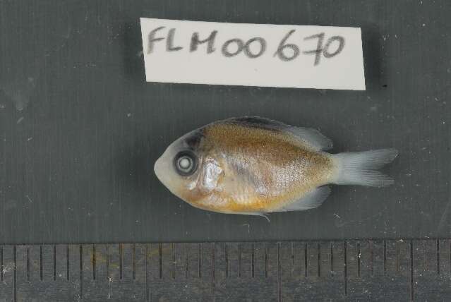 Image of dusky farmerfish