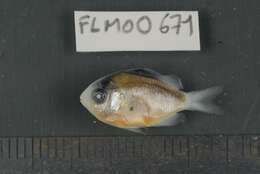 Image of dusky farmerfish