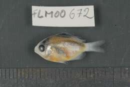 Image of dusky farmerfish