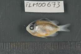 Image of dusky farmerfish