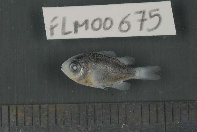 Image of Black-axil chromis