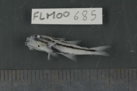 Image of Black-striped cardinalfish