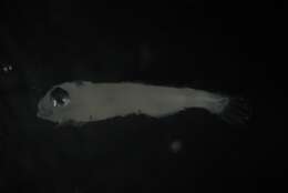 Image of horned lanternfish