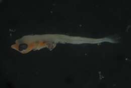 Image of Dotted-line blenny