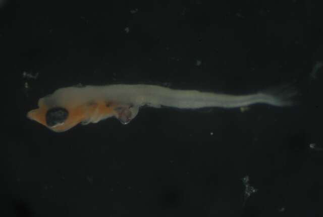 Image of Dotted-line blenny