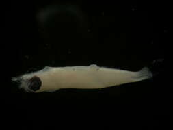 Image of Warming's lantern fish
