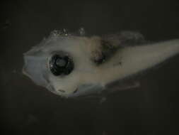 Image of Epaulette soldierfish