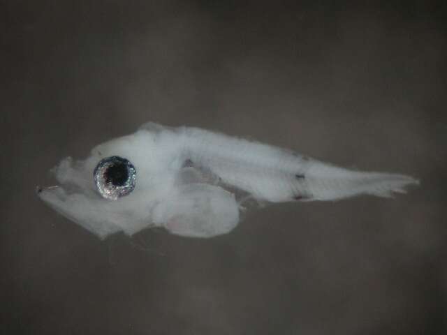 Image of Bigeye cigarfish