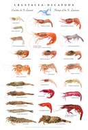 Image of decapods