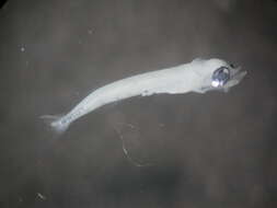 Image of Warming's lantern fish