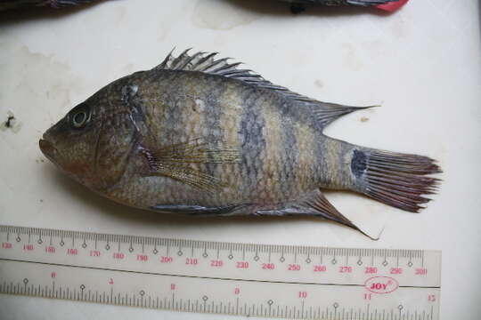 Image of cichlids and tilapias