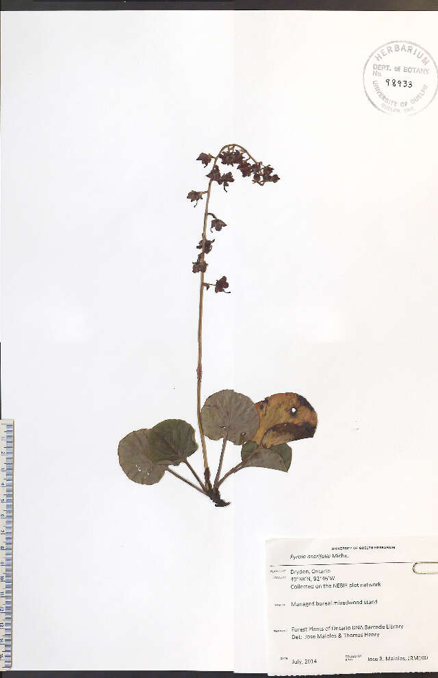 Image of liverleaf wintergreen