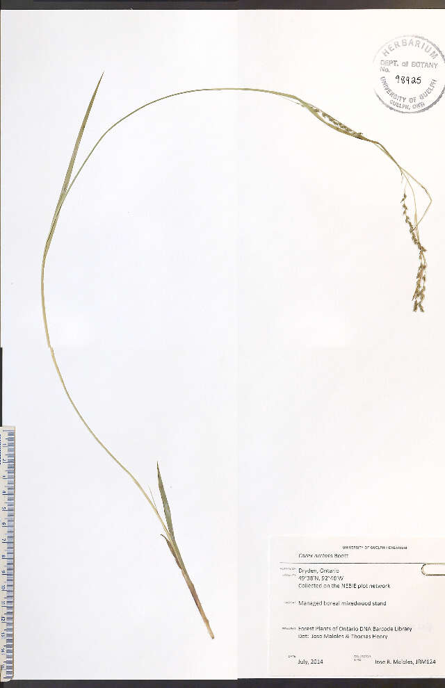 Image of drooping woodland sedge