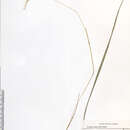 Image of roughleaf ricegrass
