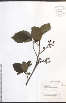 Image of Grey Alder