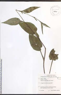 Image of Lindley's aster